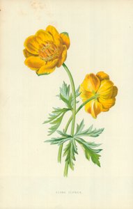 Trollblume