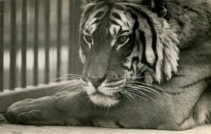 Tiger Sam im Londoner Zoo, 1925