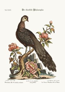 Der Pfauenfasan aus China, 1749-73