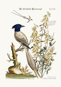 Der bunte Paradiesvogel, 1749-73
