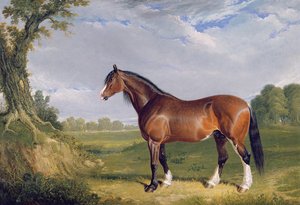 Ein Clydesdale-Hengst, 1820