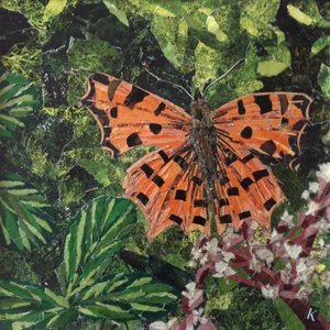 Flattern - Komma-Schmetterling auf Japonica