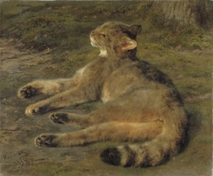 Wildkatze, 1850