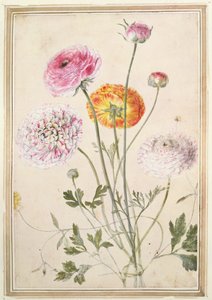 Blumenstudie, ca. 1760