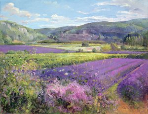 Lavendelfelder in der alten Provence