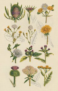 Variationen britischer Wildblumen, 1947