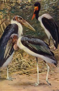 Marabu und Jabiru