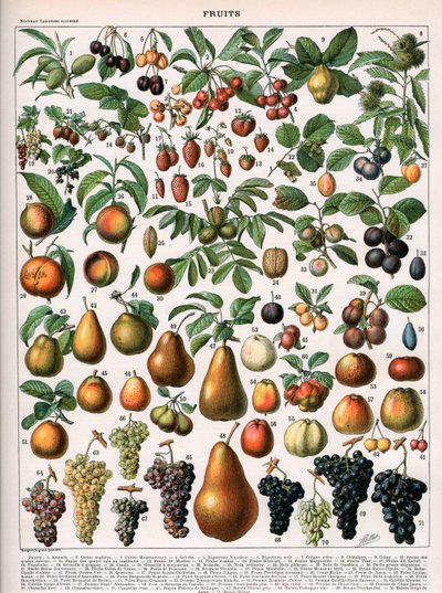 Illustration von Obstsorten, ca. 1905-10 (Farblithografie) von (after) Alillot