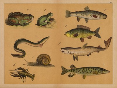 Amphibien, Weichtiere und Fische (Farblithografie) von (after) German School