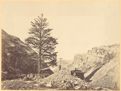 Tausend-Meilen-Baum, Wilhemina