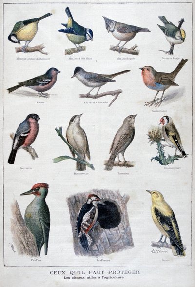 Nützliche Vögel in der Landwirtschaft, 1896 von A Clement