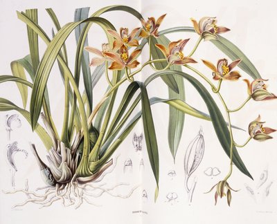 Iridorchis Gigantea, 1867 von A. J. Wendel