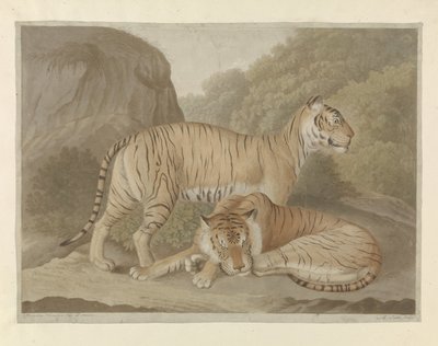 Zwei Tiger in einer Landschaft von A. Lutz
