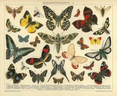 Schmetterlinge I von A. Reichert