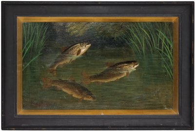 Forelle in einem Fluss von A. Roland Knight