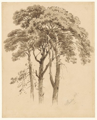 Studie von drei Kiefern von Aaron Edwin Penley