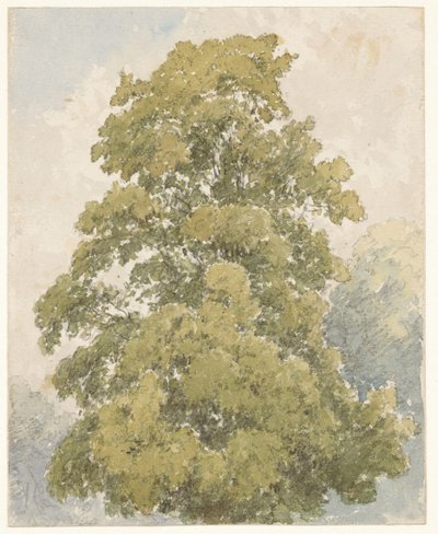 Studie einer Ulme von Aaron Edwin Penley