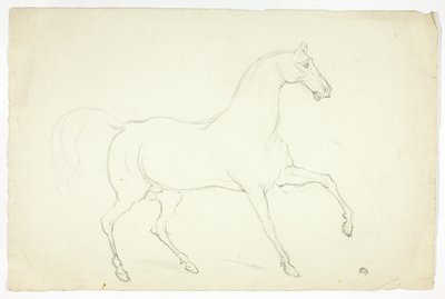 Hengst von Abraham Cooper
