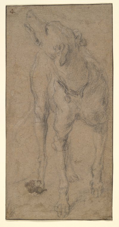 Studie eines Hundes von Abraham Hondius