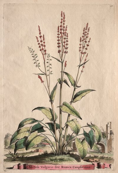 Phytographia Curiosa: Acetosa Vulgaris sive Rumex Canpferinus von Abraham Munting