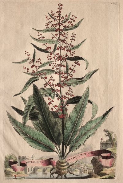 Phytographia Curiosa: Britannica Antiquorum Vera von Abraham Munting