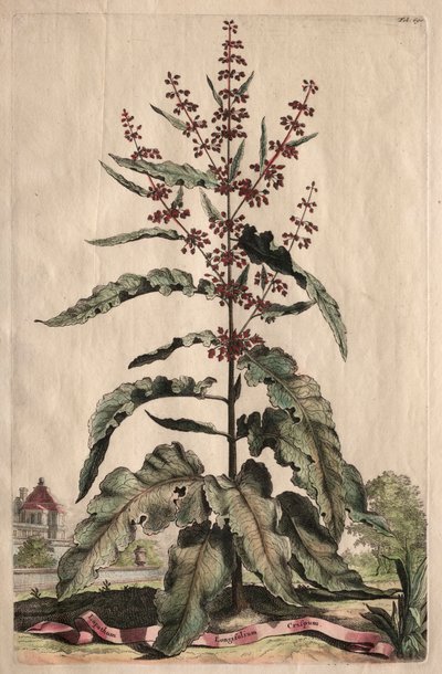 Phytographia Curiosa: Lapathum Longifolium Crispum von Abraham Munting