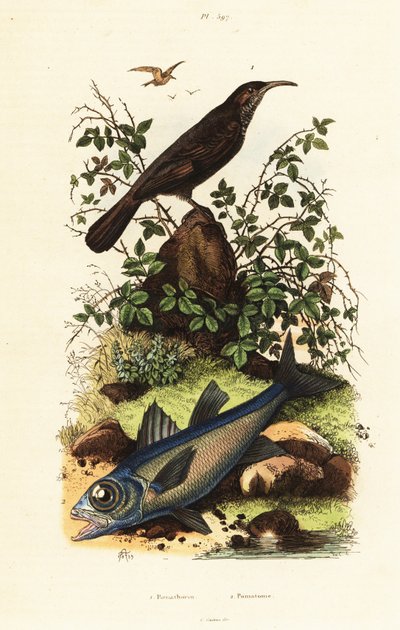 Graukronen-Babbler und Schwarzer Kardinalfisch von Adolph (after) Fries