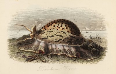 Tigerschnecke, Cypraea tigris von Adolph (after) Fries