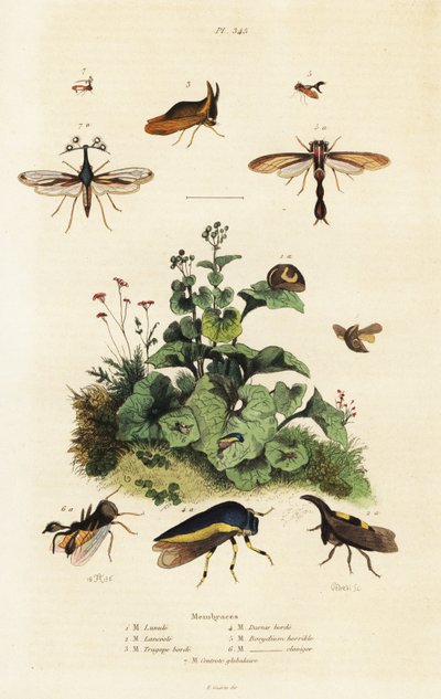 Buckelzirpen, 1834-1839 (Gravur) von Adolph (after) Fries