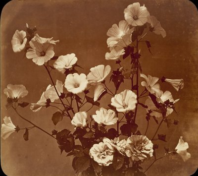 Blumenstudie, Rose von Sharon von Adolphe Braun