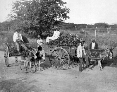 Holzkarren, Jamaika, ca. 1905 von Adolphe Duperly and Son