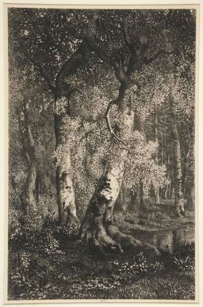 Die Buchen von Adolphe Martial Potemont