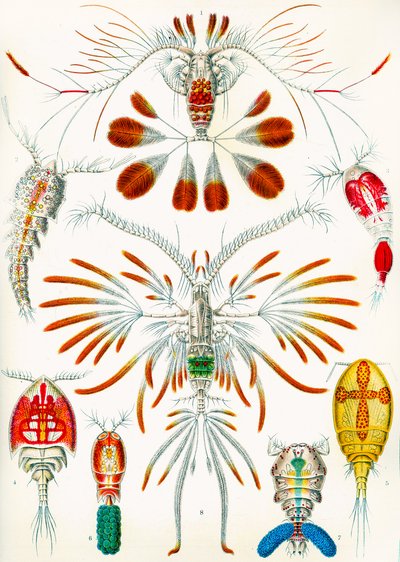 Illustration von Copepoden, ca. 1909 von Adolphe Philippe Millot