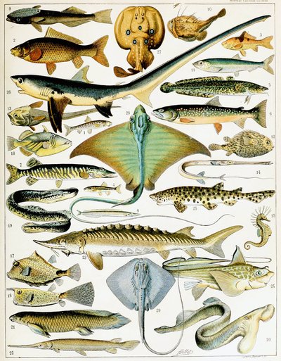 Illustration von Fischen, ca. 1923 (Lithografie) von Adolphe Philippe Millot