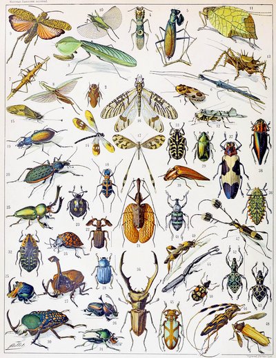 Illustration von Insekten von Adolphe Philippe Millot