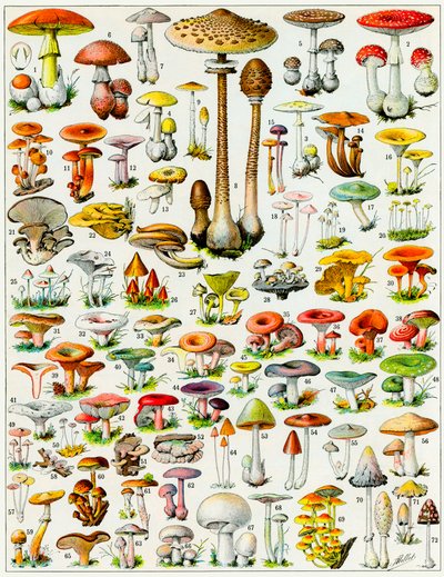Illustration von Pilzen von Adolphe Philippe Millot