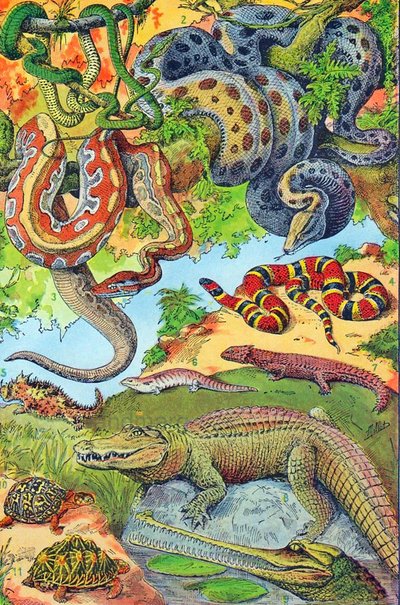 Illustration von Reptilien, ca. 1923 von Adolphe Philippe Millot
