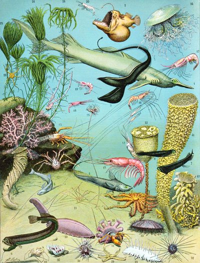 Illustration eines Tiefsee-Ökosystems, ca. 1923 von Adolphe Philippe Millot