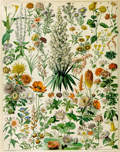 Illustration von Blütenpflanzen, ca. 1923 von Adolphe Philippe Millot