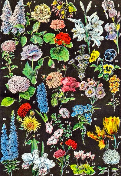 Illustration von Gartenblumen, ca. 1923 von Adolphe Philippe Millot