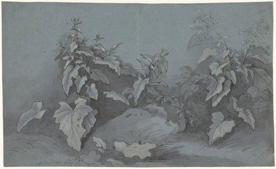 Pflanzenstudie von Adriaan Boudewyns
