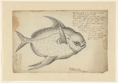 Opah (Lampris guttatus) von Adriaen Coenen