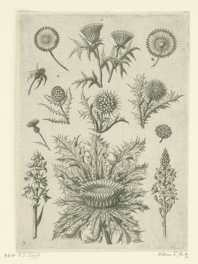 Diverse Disteln von Adriaen Collaert