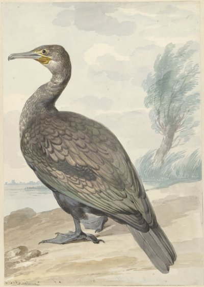 Kormoran von Aert Schouman