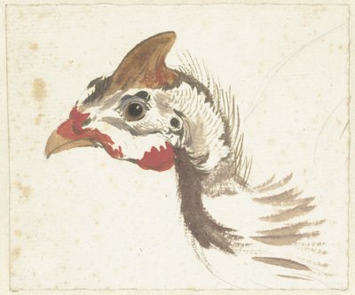 Kopf eines Helmperlhuhns von Aert Schouman