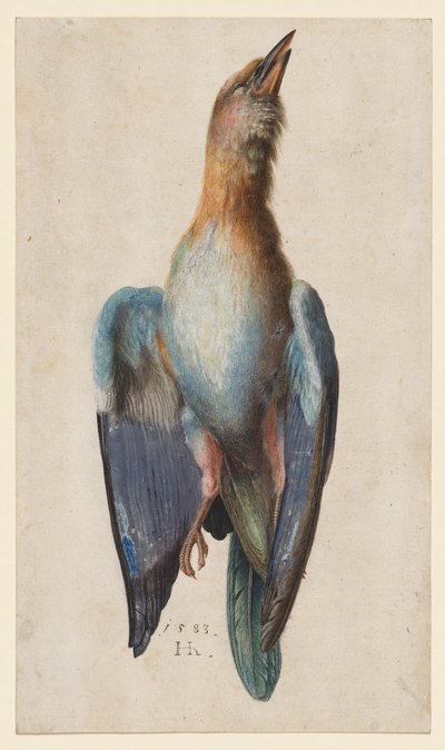 Toter Blauracke von After Albrecht Dürer