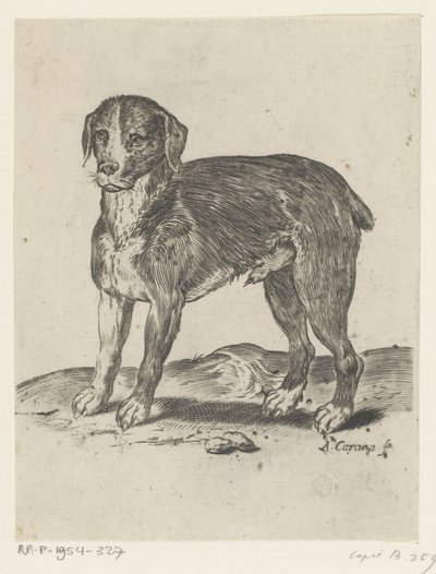 Stehender Hund von Agostino Carracci