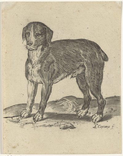 Stehender Hund von Agostino Carracci