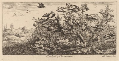 Carduelis, Der Stieglitz von Albert Flamen