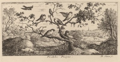 Ficedula, der Gimpel von Albert Flamen